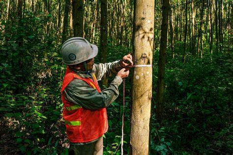 Updated Forestry Guide Promotes Responsible Forest Management … - raincitystudios.com