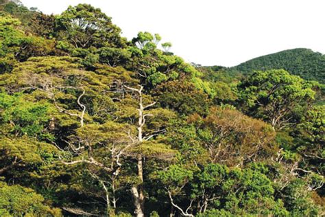 Upper montane forest - raincitystudios.com