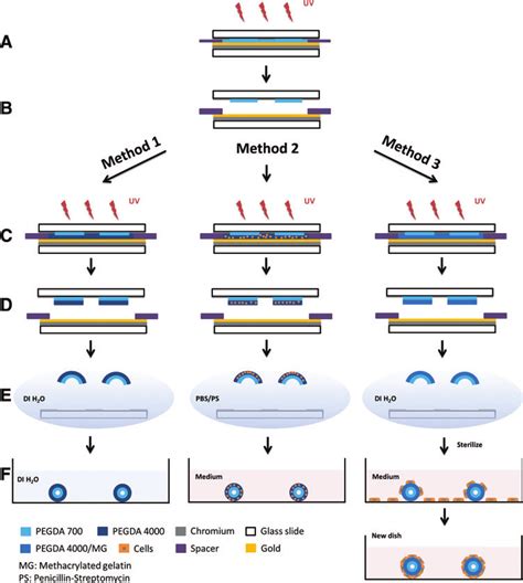 Uptake kinetics and photocrosslinking of poly(ethylene glycol ... - wintechmobiles.com