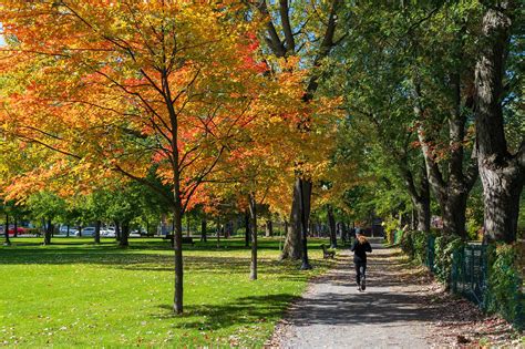 Urban Forestry & Tree Canopy Planning Strategies - raincitystudios.com