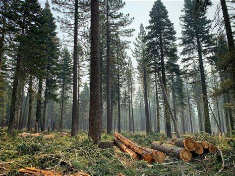 Urban Forestry Toolkit | U.S. Climate Resilience Toolkit - raincitystudios.com