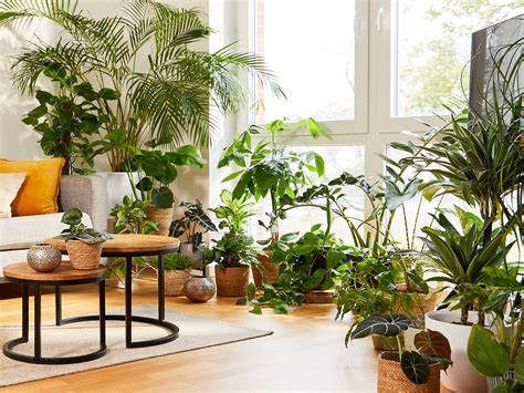 Urban Jungle - balustradellc