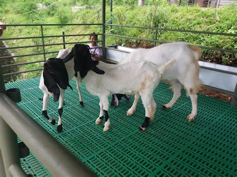 Urgensi Seleksi Genetik Kambing Lokal Indonesia - Unair News - balustradellc