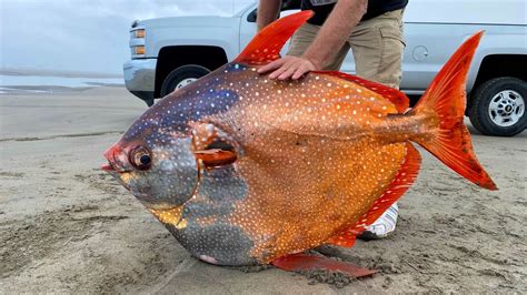 US: Massive Moonfish washes up on Oregon beach in rare occurrence …