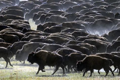 US’ only bison roundup rustles up hundreds to maintain health of the species