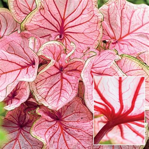 US Patent for Caladium cultivar `Florida Sweetheart` Patent …