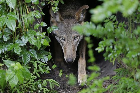 US commits to releasing more endangered red wolves into the wild, settling lawsuit
