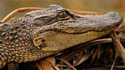 US judge: California can’t ban alligator imports, sales