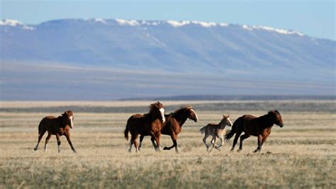 US judge clears way for Nevada mustang roundup to continue despite deaths of 31 wild horses