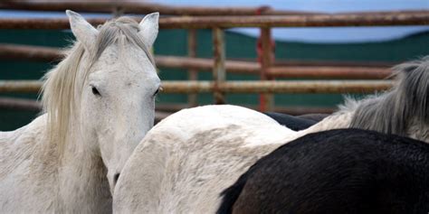 US judge to hear legal battle over Nevada mustang roundup where 31 wild horses have died