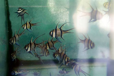 US looks to ban imports, exports of a tropical fish threatened by aquarium trade