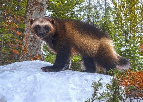 US moves to protect wolverines as climate change melts their mountain refuges, threatens extinction