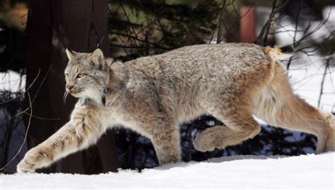 US proposes plan to help the snow-dependent Canada lynx before warming shrinks its habitat