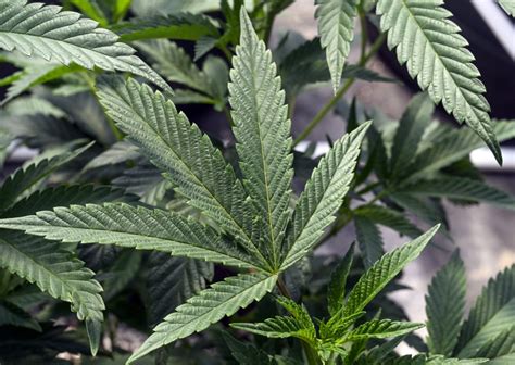 US regulators might change how they classify marijuana