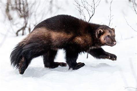 US says wolverines are threatened with extinction as climate change melts their snowy refuges in the Rocky Mountains