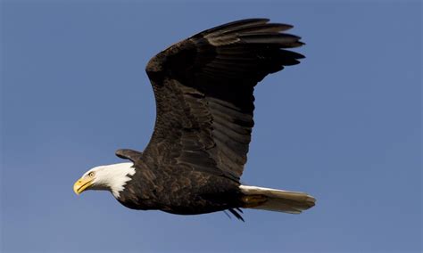 US seeks help to find out who shot 4 bald eagles in Arkansas