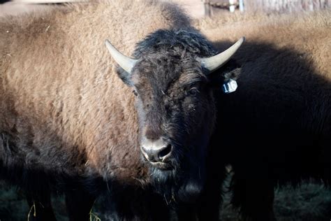 US tribes get bison as they seek to restore bond with animal