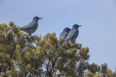 US wildlife managers agree to review the plight of a Western bird linked to piñon forests