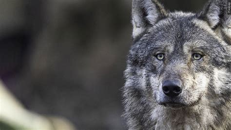 US wildlife managers have no immediate plans to capture wandering Mexican gray wolf