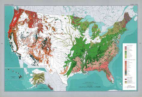 USA Forest Type - Overview - ArcGIS - raincitystudios.com