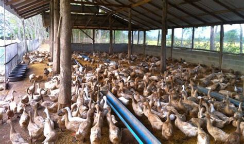 Usaha Bebek Petelur - balustradellc