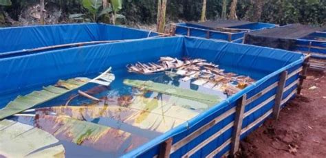 Usaha Budidaya Pembesaran Belut Di Kolam Terpal - balustradellc