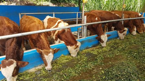 Usaha Peternakan - balustradellc