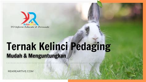 Usaha Ternak Kelinci Pedaging Unggul | PDF - Scribd - balustradellc