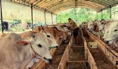 Usaha Ternak Sapi Untuk Pemula dan Menguntungkan 100% - balustradellc