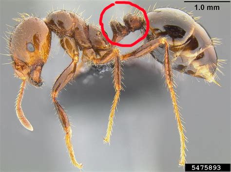 USDA APHIS Imported Fire Ant