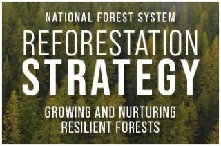 USDA Forest Service Reforestation Strategy - raincitystudios.com