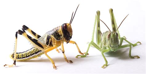 USDA-ARS Releases Genome of the Voracious Desert Locust