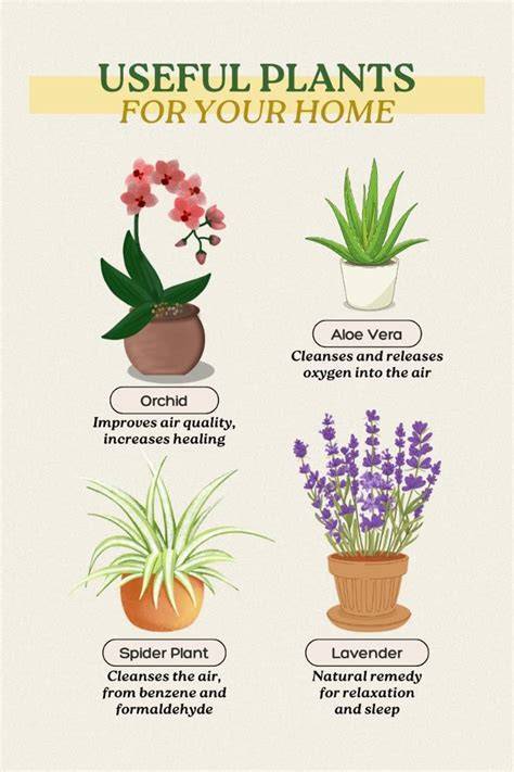 Useful Plants - An Introduction to Economic Botany: Nephelium lappaceum - raincitystudios.com