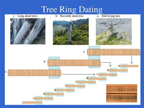 Useful Tree Species for Tree-Ring Dating - University of … - wintechmobiles.com