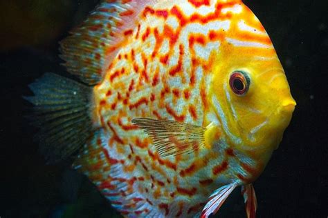 Usia Hidup Ikan Discus dan Cara Merawatnya - balustradellc