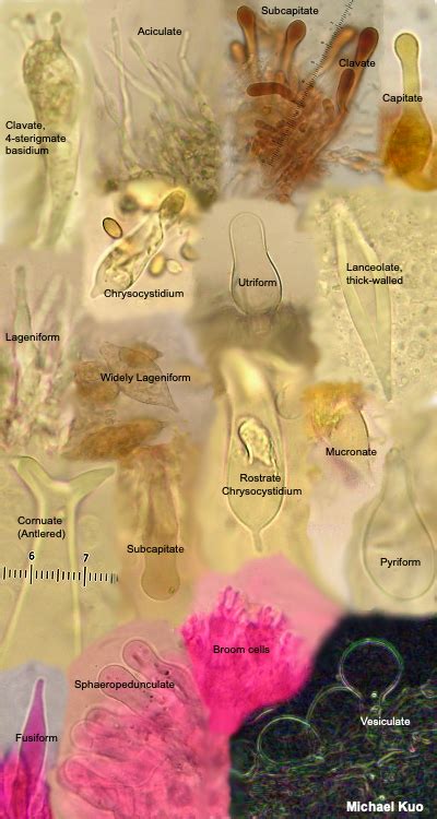 Using a Microscope to Study Mushrooms (MushroomExpert.Com) - muktibox.com