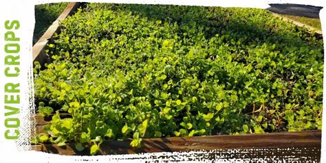 Using Cover Crops to Boost Nitrogen Fixation Naturally - raincitystudios.com