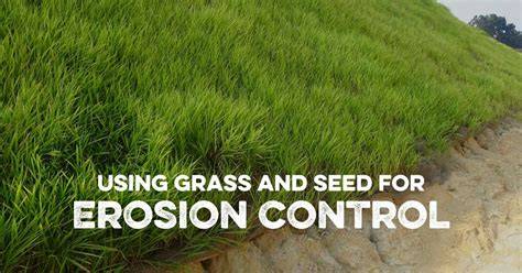 Using Grass and Seed for Erosion Control - Southland Organics - raincitystudios.com