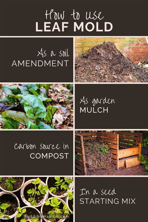 Using Leaf Mold as a Natural Topdressing Material - Live to Plant - raincitystudios.com