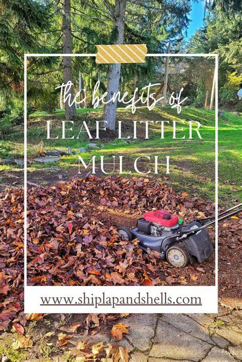 Using Leaves as Mulch in Your Yard - Oasis … - raincitystudios.com
