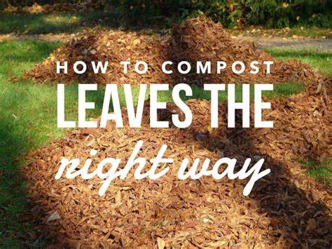 Using Leaves for Composting – Compost Guide - raincitystudios.com