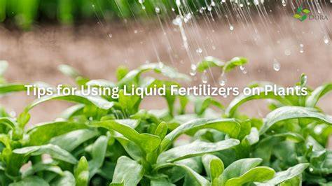 Using Liquid Fertilizers - Ali's Organics - raincitystudios.com