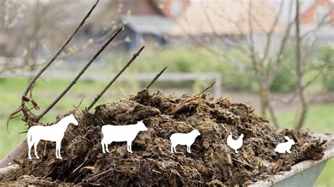 Using Manure in the Home Garden - Wisconsin … - raincitystudios.com