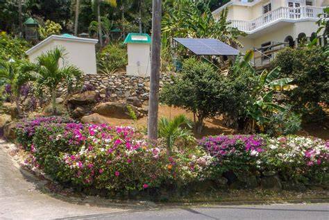 Using Plants to Stabilize Slopes in the Tropics - raincitystudios.com