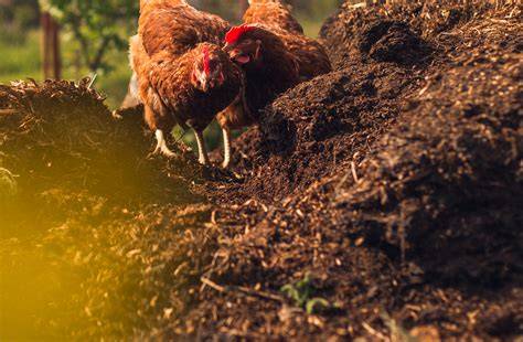 Using Poultry Litter as Fertilizer | Oklahoma State University - raincitystudios.com