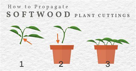 Using Softwood Cuttings to Propagate Plants - Fine … - raincitystudios.com