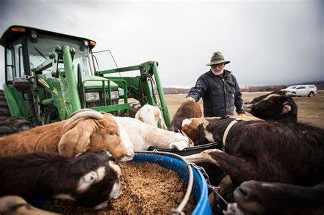 Using spent grain for livestock & lessons learned from … - raincitystudios.com