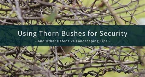 Using Thorn Bushes for Security (and Other Defensive … - raincitystudios.com