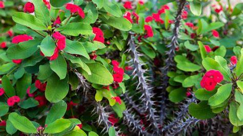 Using Thorny Plants as Natural Pest Deterrents | Live to Plant - raincitystudios.com
