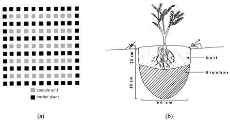 Using two dosages of biochar from shorea to improve the growth of ... - raincitystudios.com